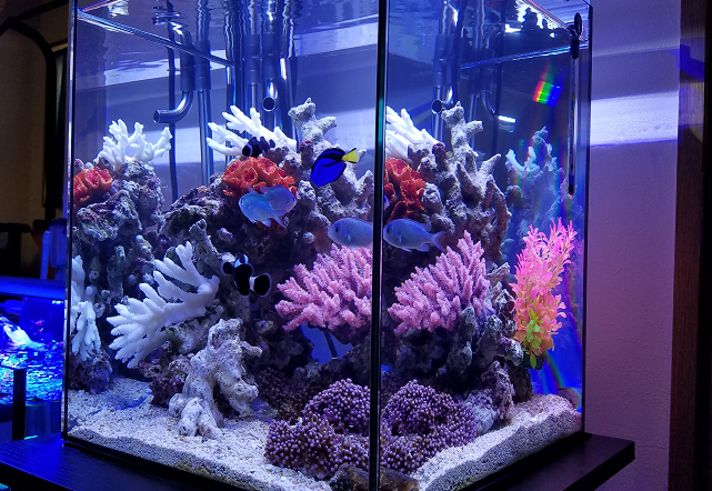 海水魚飼育用水槽飾りサンゴ - その他